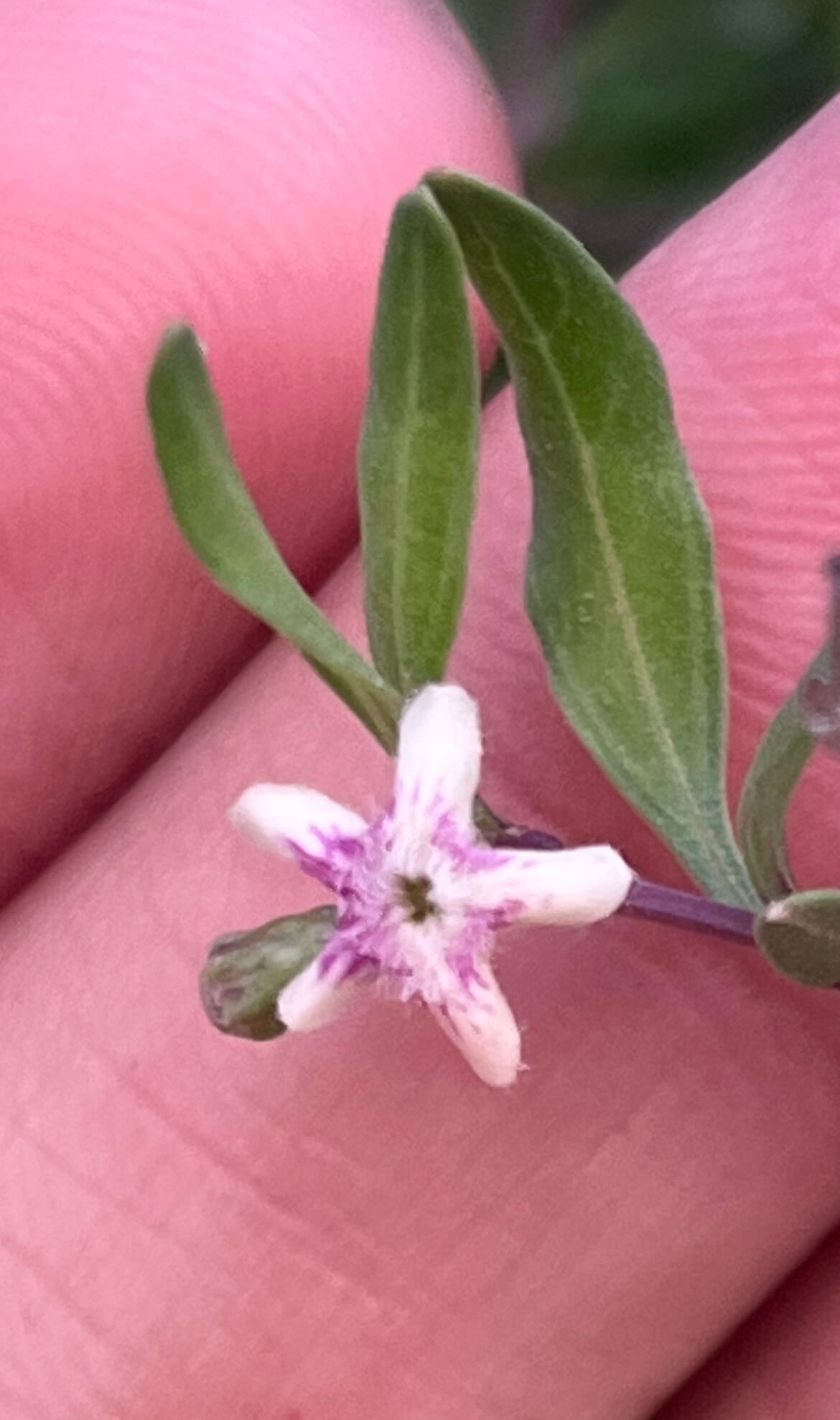 Citharexylum lycioides